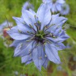 Chorus Seeks New Website Chorus Seeks New Website